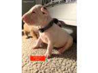 Bull Terrier Puppy for sale in Rising Fawn, GA, USA