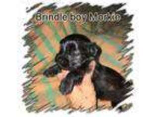 Mutt Puppy for sale in Boling, TX, USA