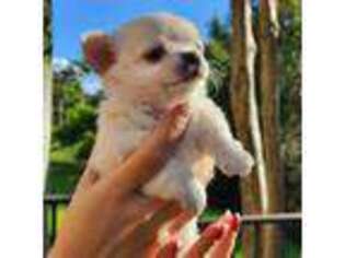 Chihuahua Puppy for sale in Pompano Beach, FL, USA