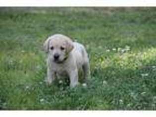 Labrador Retriever Puppy for sale in Dillwyn, VA, USA