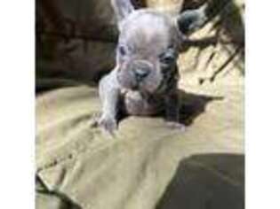 French Bulldog Puppy for sale in Tomah, WI, USA