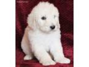 Old English Sheepdog Puppy for sale in Bentonville, AR, USA