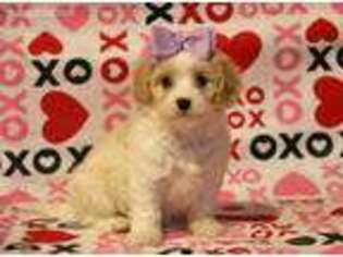 Cavachon Puppy for sale in Falcon, MO, USA