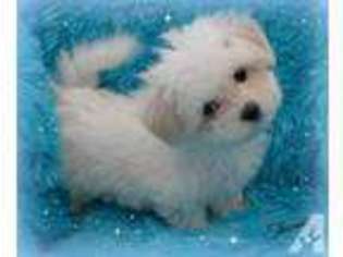 Maltese Puppy for sale in CHAGRIN FALLS, OH, USA