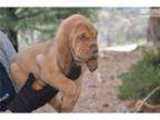 Bloodhound Puppy for sale in Palm Springs, CA, USA