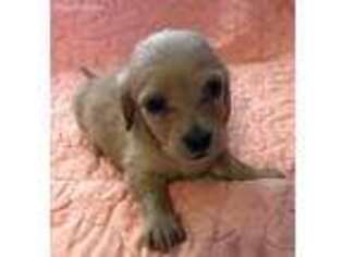 Dachshund Puppy for sale in Independence, MO, USA
