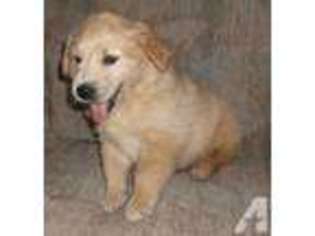 Labrador Retriever Puppy for sale in CLINTON, MO, USA