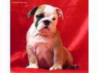 Bulldog Puppy for sale in Arlington, VA, USA