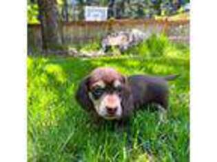 Dachshund Puppy for sale in Puyallup, WA, USA