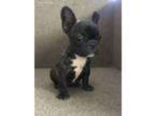 French Bulldog Puppy for sale in Minford, OH, USA