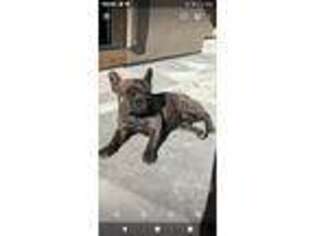 French Bulldog Puppy for sale in Fruita, CO, USA