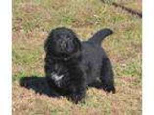 Newfoundland Puppy for sale in Richards, MO, USA