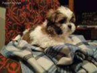 Lhasa Apso Puppy for sale in Asheville, NC, USA
