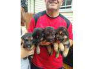 German Shepherd Dog Puppy for sale in BRIDGEPORT, CT, USA