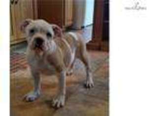Alapaha Blue Blood Bulldog Puppy for sale in Wilkes Barre, PA, USA