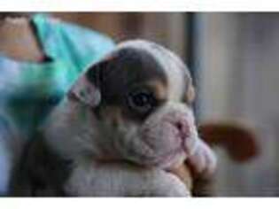 Bulldog Puppy for sale in Fairfield, CA, USA
