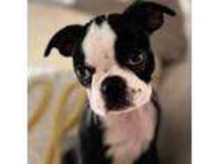 Boston Terrier Puppy for sale in Safety Harbor, FL, USA