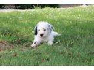 Dalmatian Puppy for sale in Woodburn, IN, USA