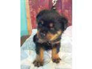 Rottweiler Puppy for sale in Huntington, TX, USA