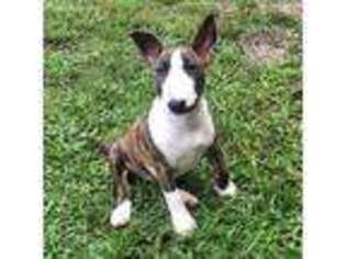 Bull Terrier Puppy for sale in Naples, FL, USA