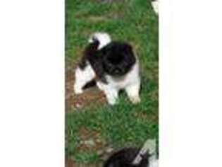 Akita Puppy for sale in LAFAYETTE, OR, USA