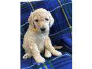 Goldendoodle Puppy for sale in Martinsburg, WV, USA