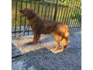 Golden Retriever Puppy for sale in Tellico Plains, TN, USA