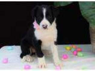 Border Collie Puppy for sale in Malone, NY, USA