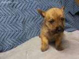 Cairn Terrier Puppy for sale in Marysville, KS, USA