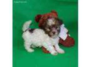 Poovanese Puppy for sale in Buckingham, VA, USA