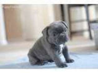 French Bulldog Puppy for sale in Lilburn, GA, USA