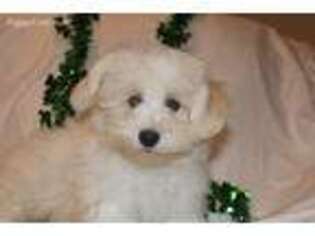Havanese Puppy for sale in Corsica, SD, USA