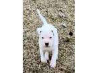 Dogo Argentino Puppy for sale in Texarkana, TX, USA