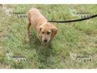 Labrador Retriever Puppy for sale in Dallas, TX, USA