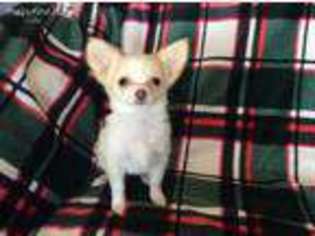Chihuahua Puppy for sale in Motley, MN, USA