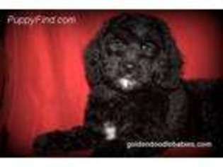 Goldendoodle Puppy for sale in Saint Paul, MN, USA