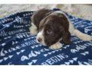 English Springer Spaniel Puppy for sale in Buckhannon, WV, USA