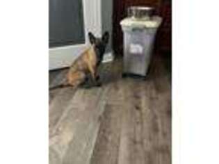 Belgian Malinois Puppy for sale in Williamsburg, OH, USA