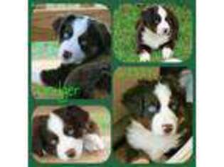 Australian Shepherd Puppy for sale in Levelland, TX, USA