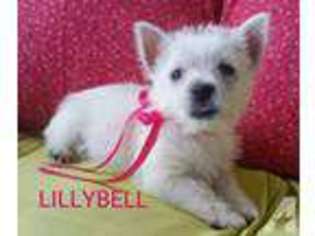 West Highland White Terrier Puppy for sale in CANTON, OH, USA