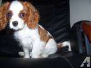 Cavalier King Charles Spaniel Puppy for sale in CLINTON, MD, USA