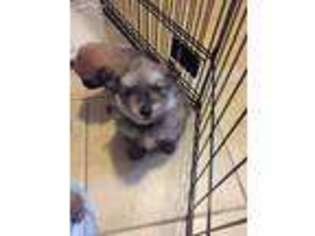 Pomeranian Puppy for sale in Hanover, PA, USA
