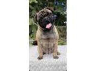 Pug Puppy for sale in Seattle, WA, USA