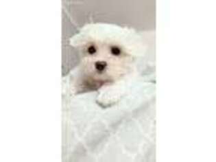 Maltese Puppy for sale in Laurel, MD, USA