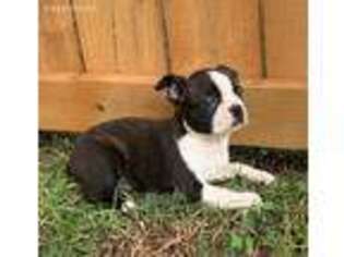 Boston Terrier Puppy for sale in Biloxi, MS, USA