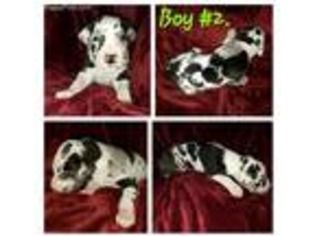 Great Dane Puppy for sale in Omaha, NE, USA