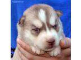 Siberian Husky Puppy for sale in Millstadt, IL, USA