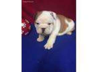 Miniature Bulldog Puppy for sale in Edgerton, MN, USA