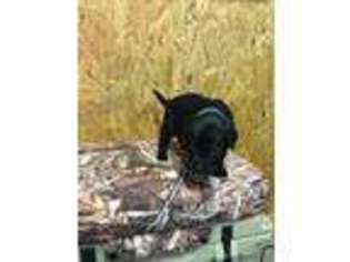 Labrador Retriever Puppy for sale in Lindale, GA, USA