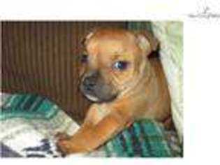 Medium Photo #1 Staffordshire Bull Terrier Puppy For Sale in Springfield, MO, USA